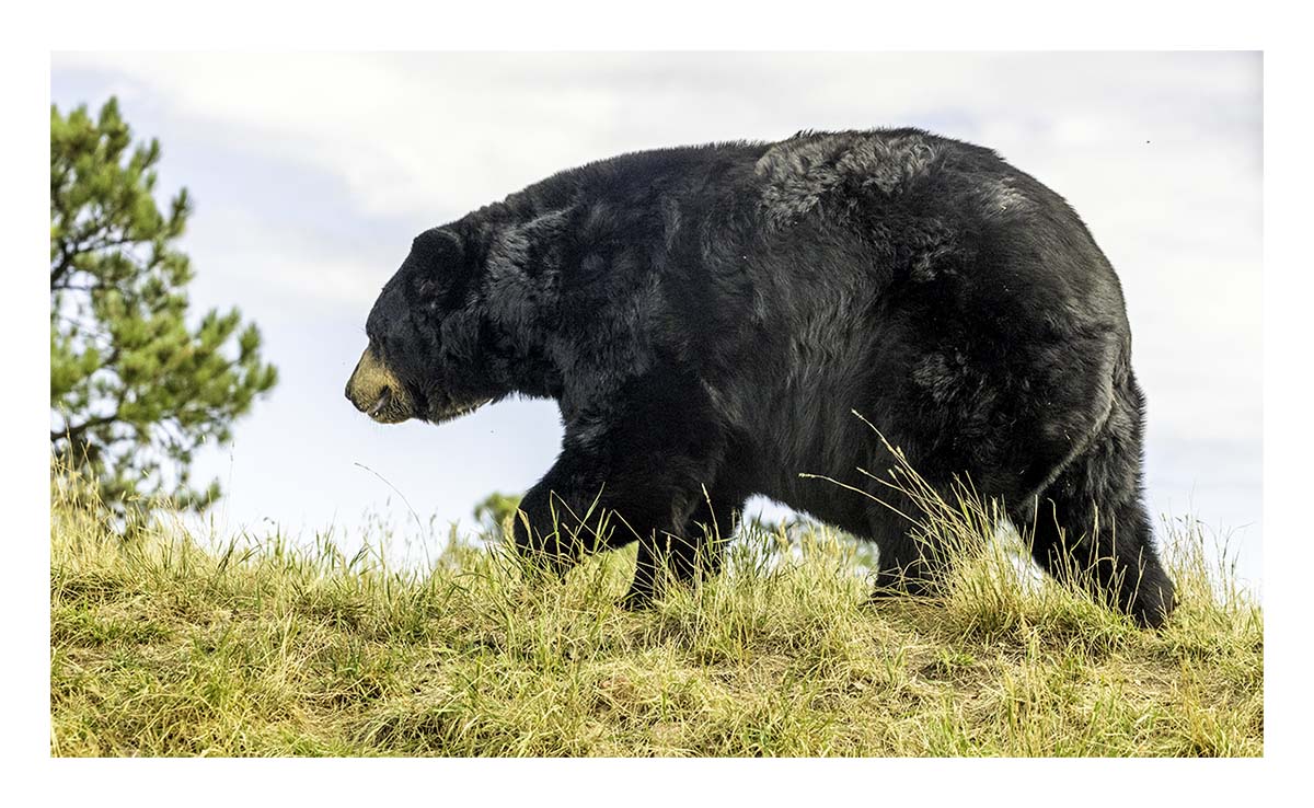 Bear Country USA