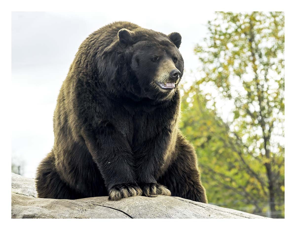 Bear Country USA