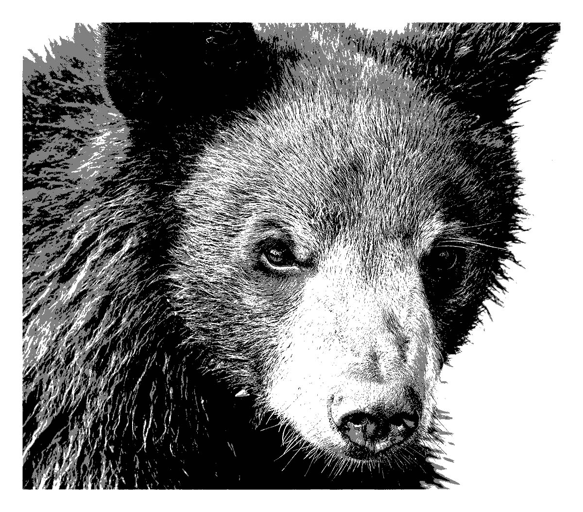 Bear Country USA