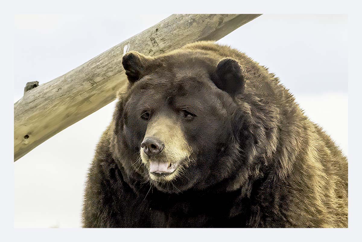 Bear Country USA