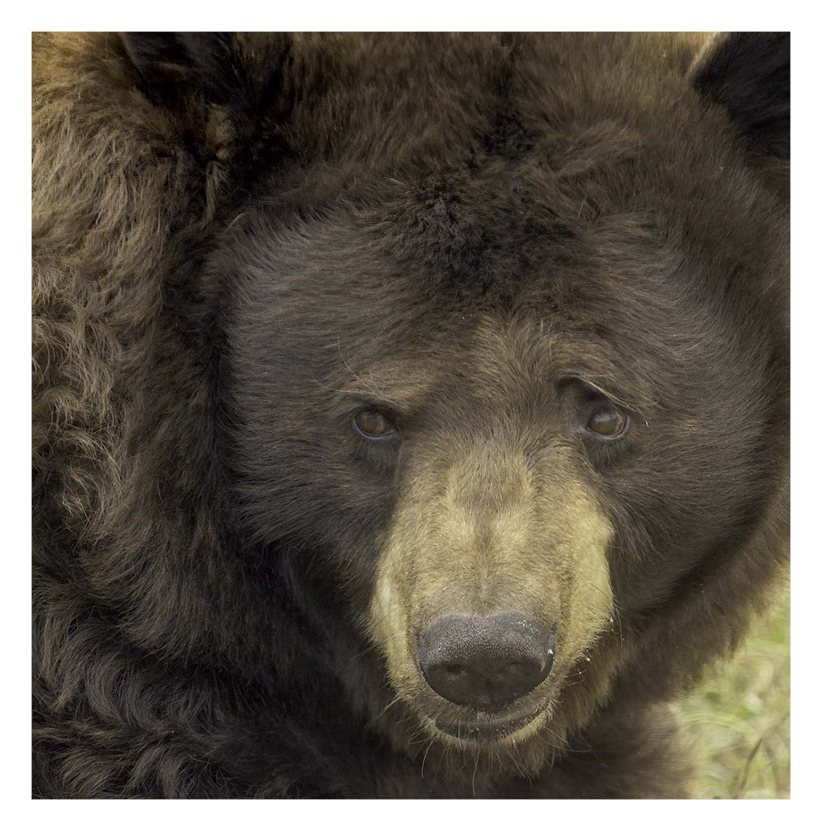 Bear Country USA