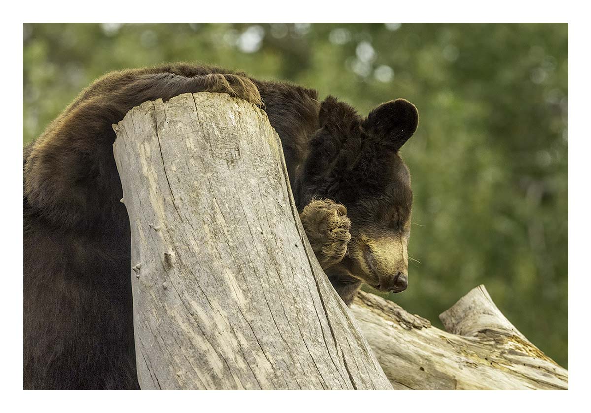 Bear Country USA