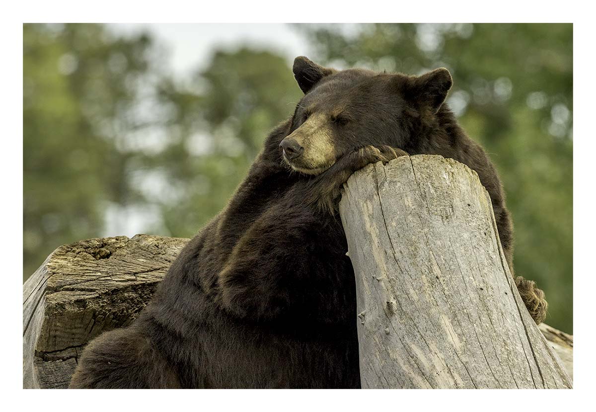 Bear Country USA