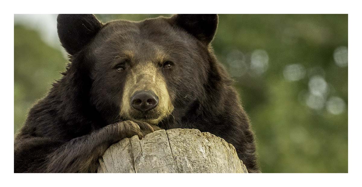 Bear Country USA