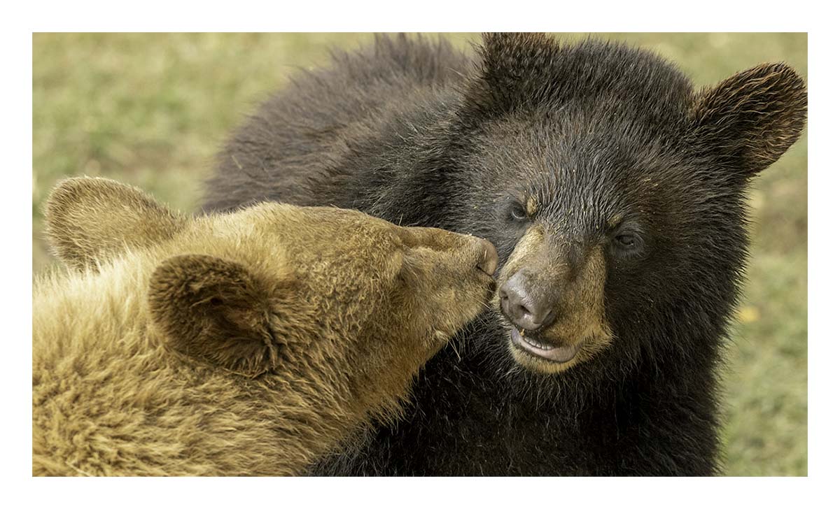 Bear Country USA