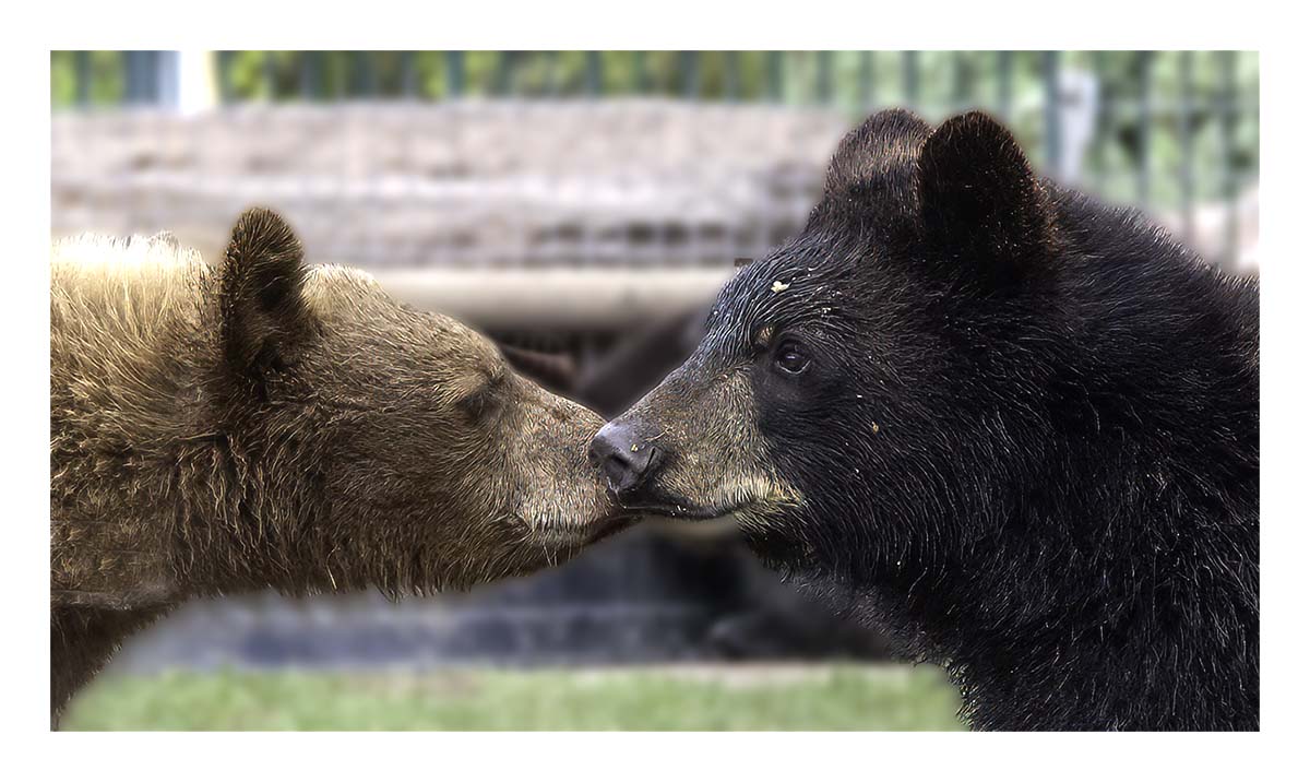 Bear Country USA