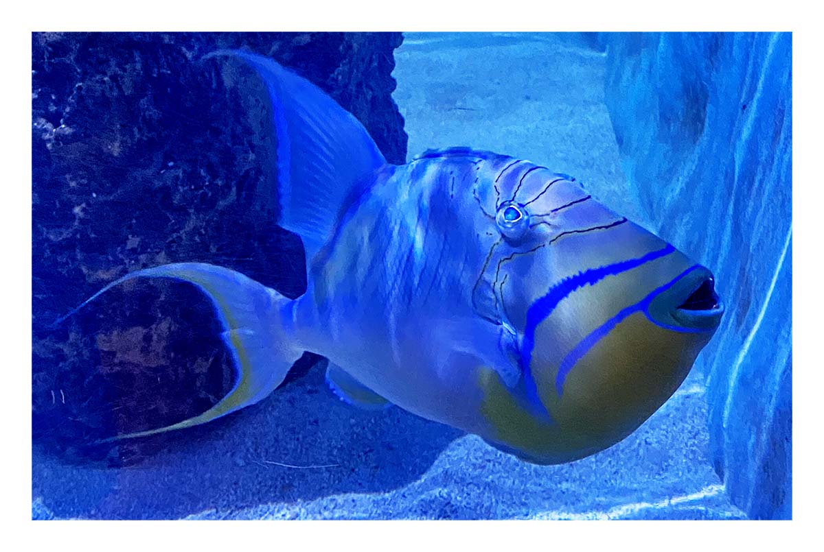 Key West Aquarium