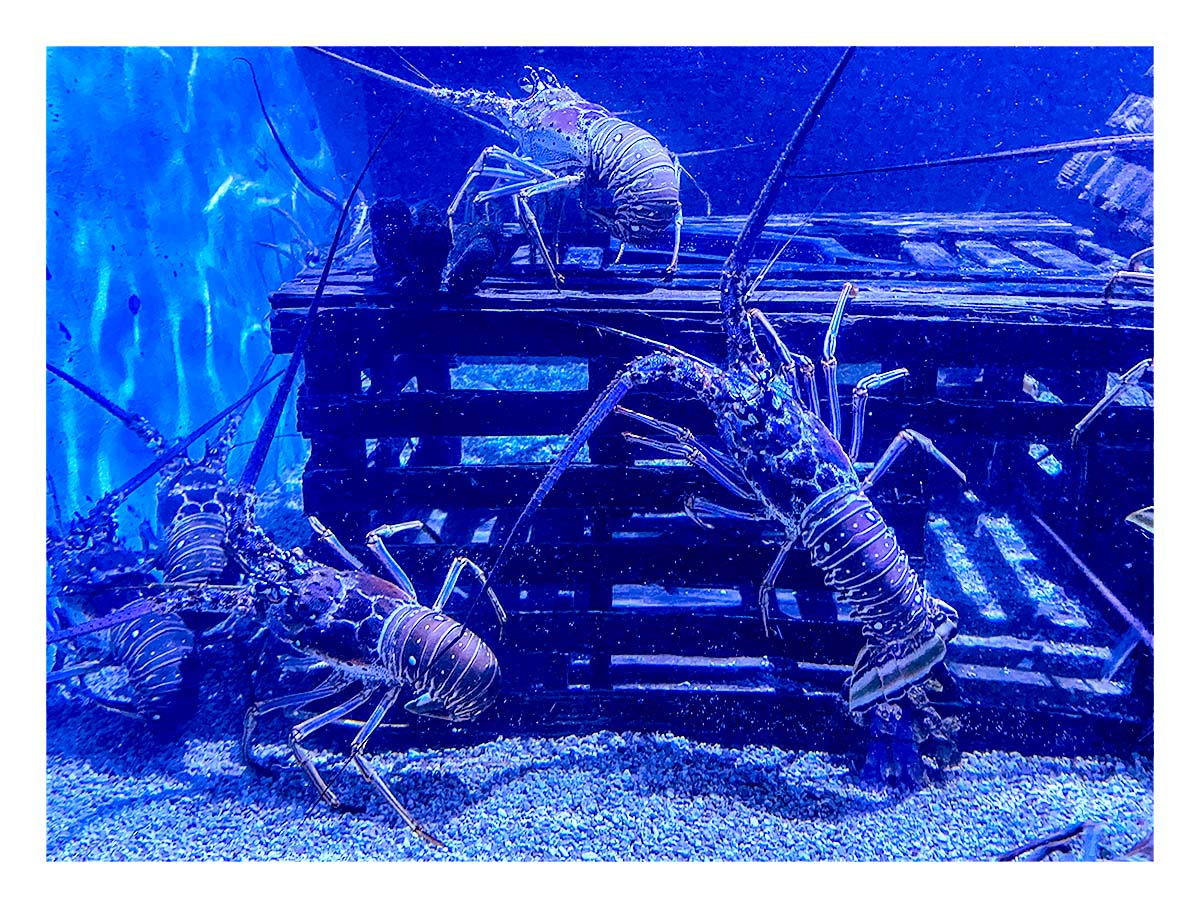 Key West Aquarium