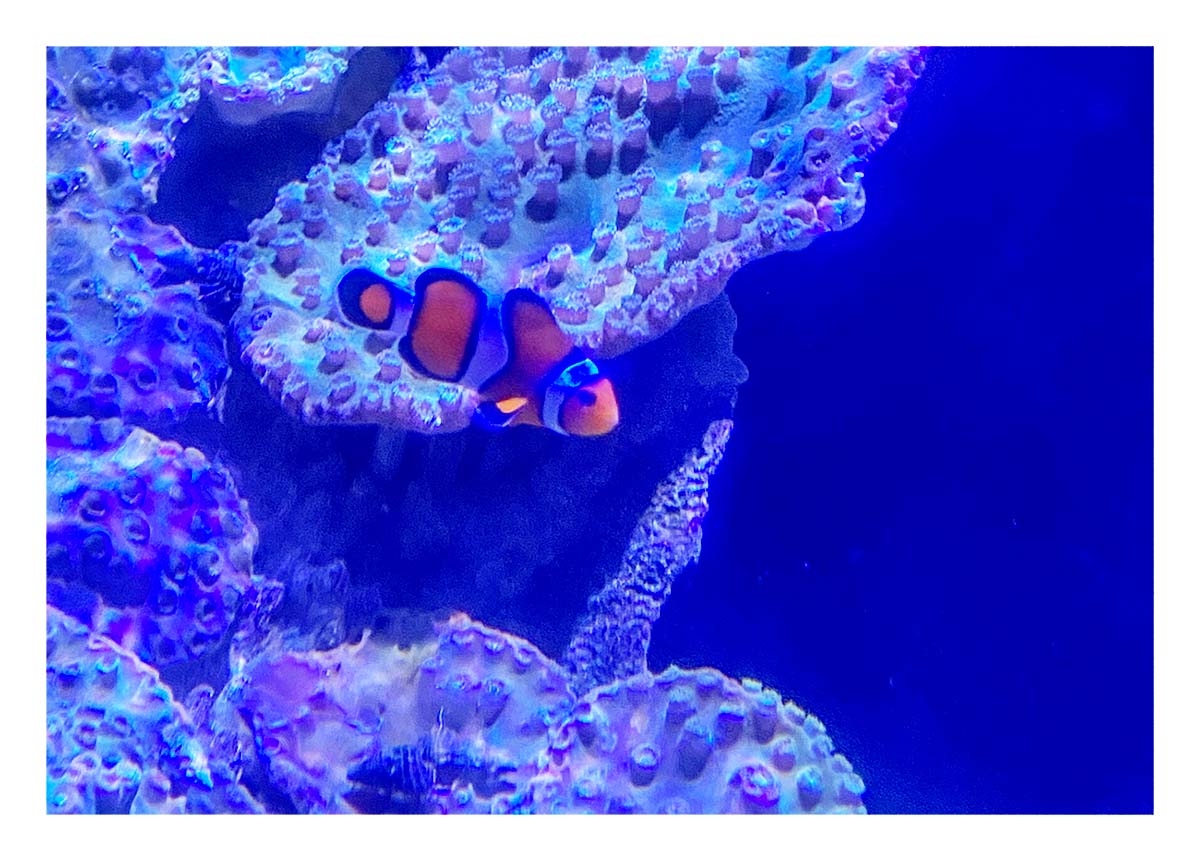 Key West Aquarium