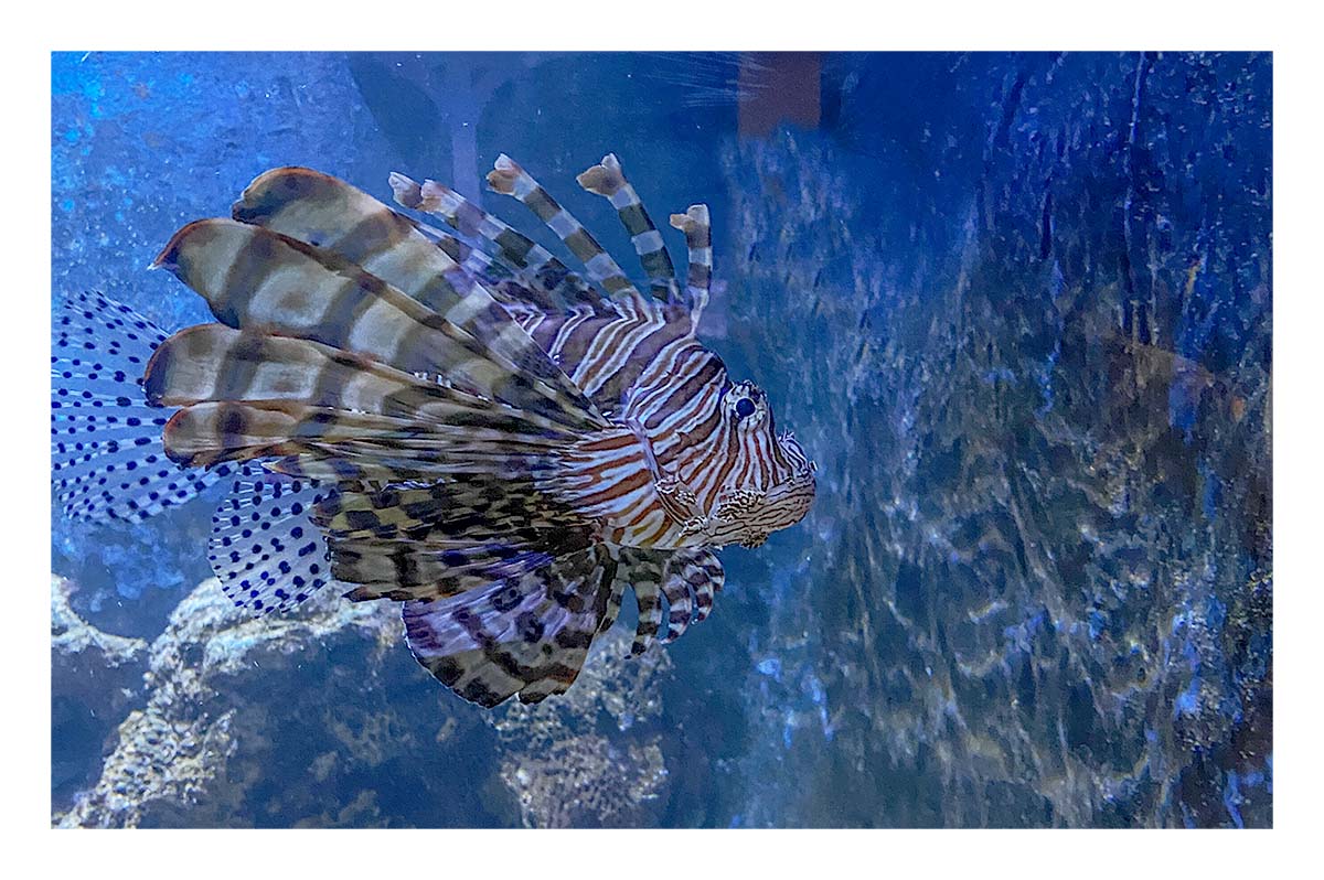 Key West Aquarium