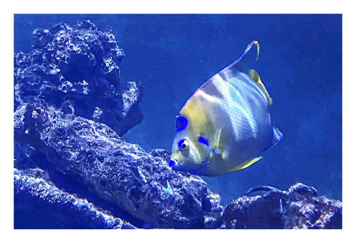 Key West Aquarium