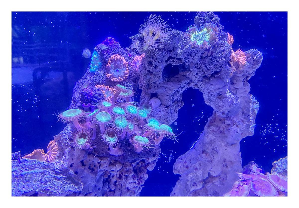 Key West Aquarium