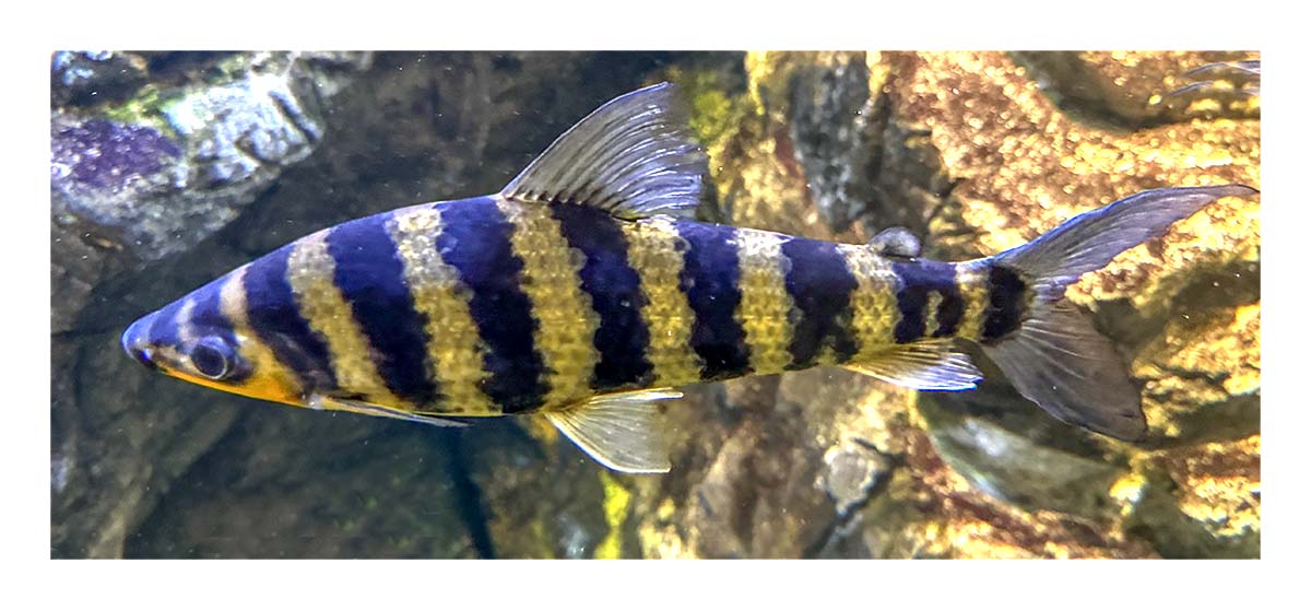 Mystic Aqaurium