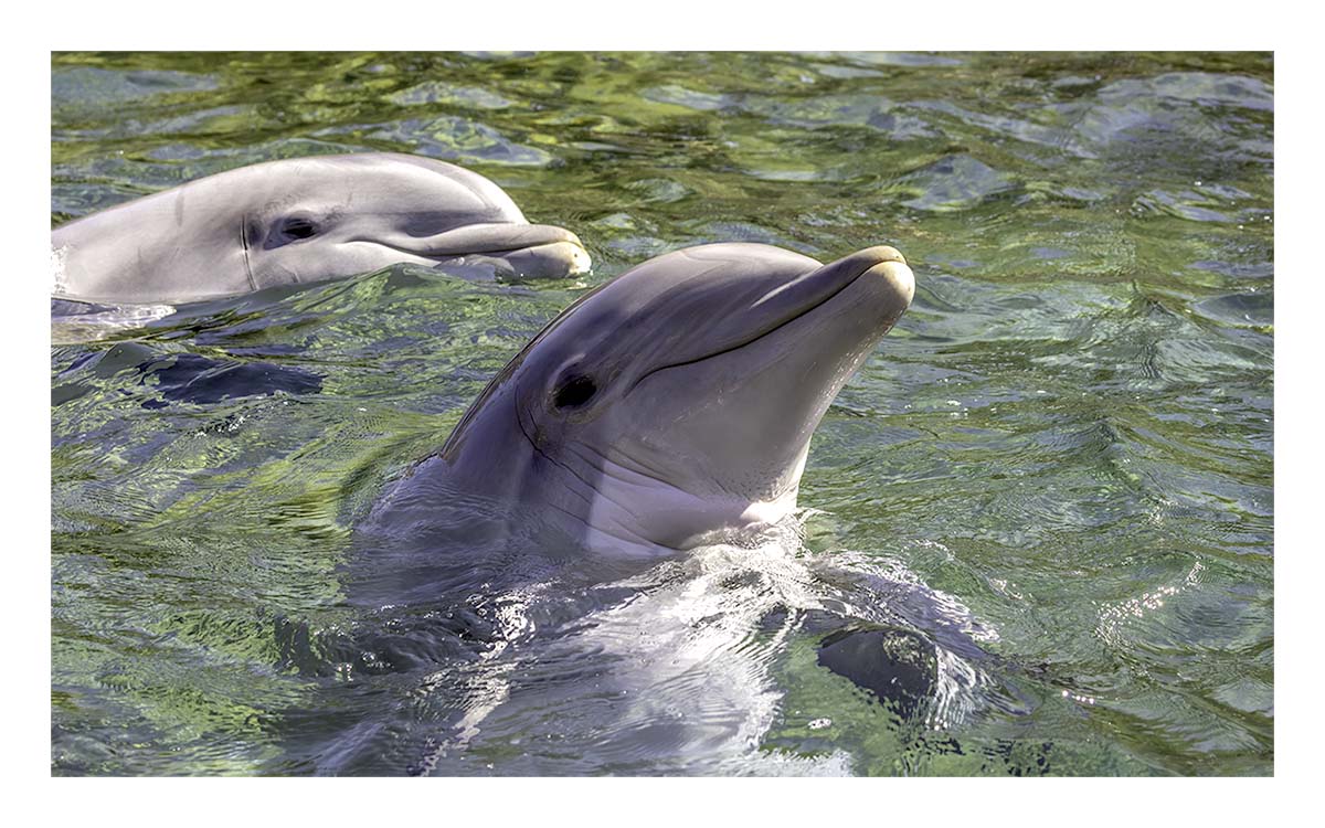 SeaWorld Orlando