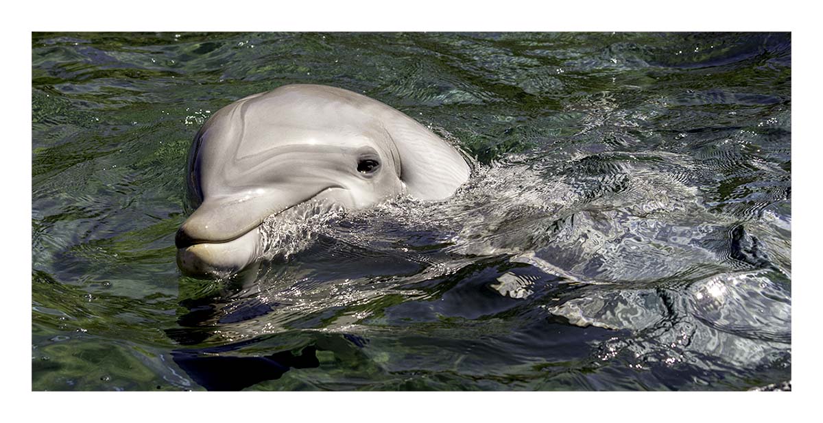 SeaWorld Orlando