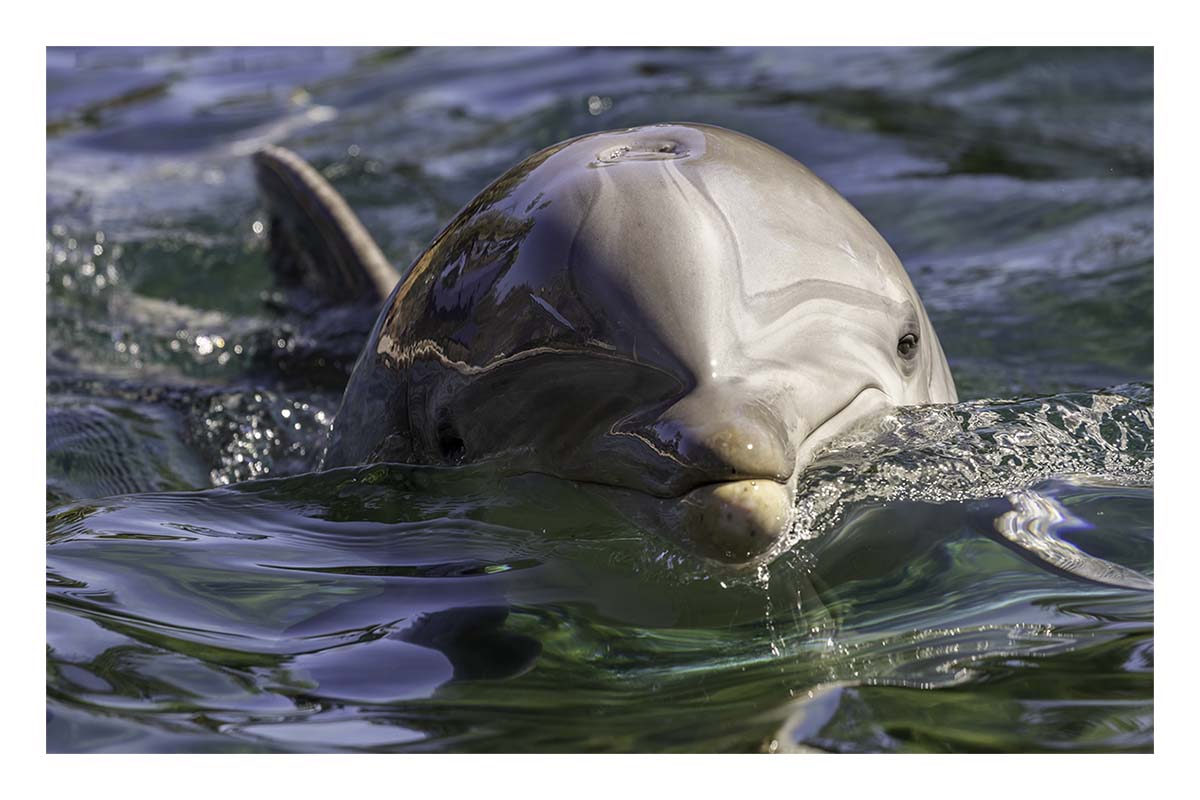 SeaWorld Orlando