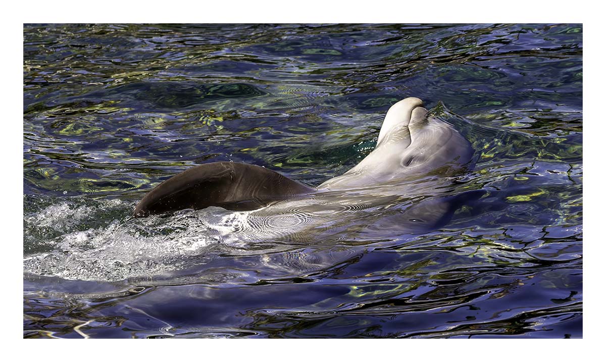 SeaWorld Orlando