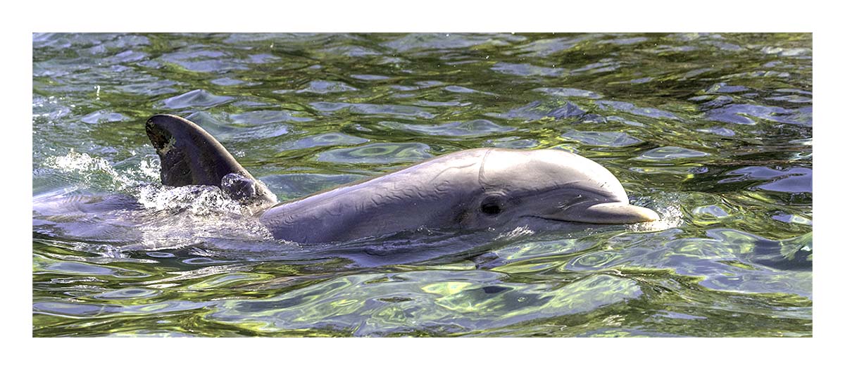SeaWorld Orlando