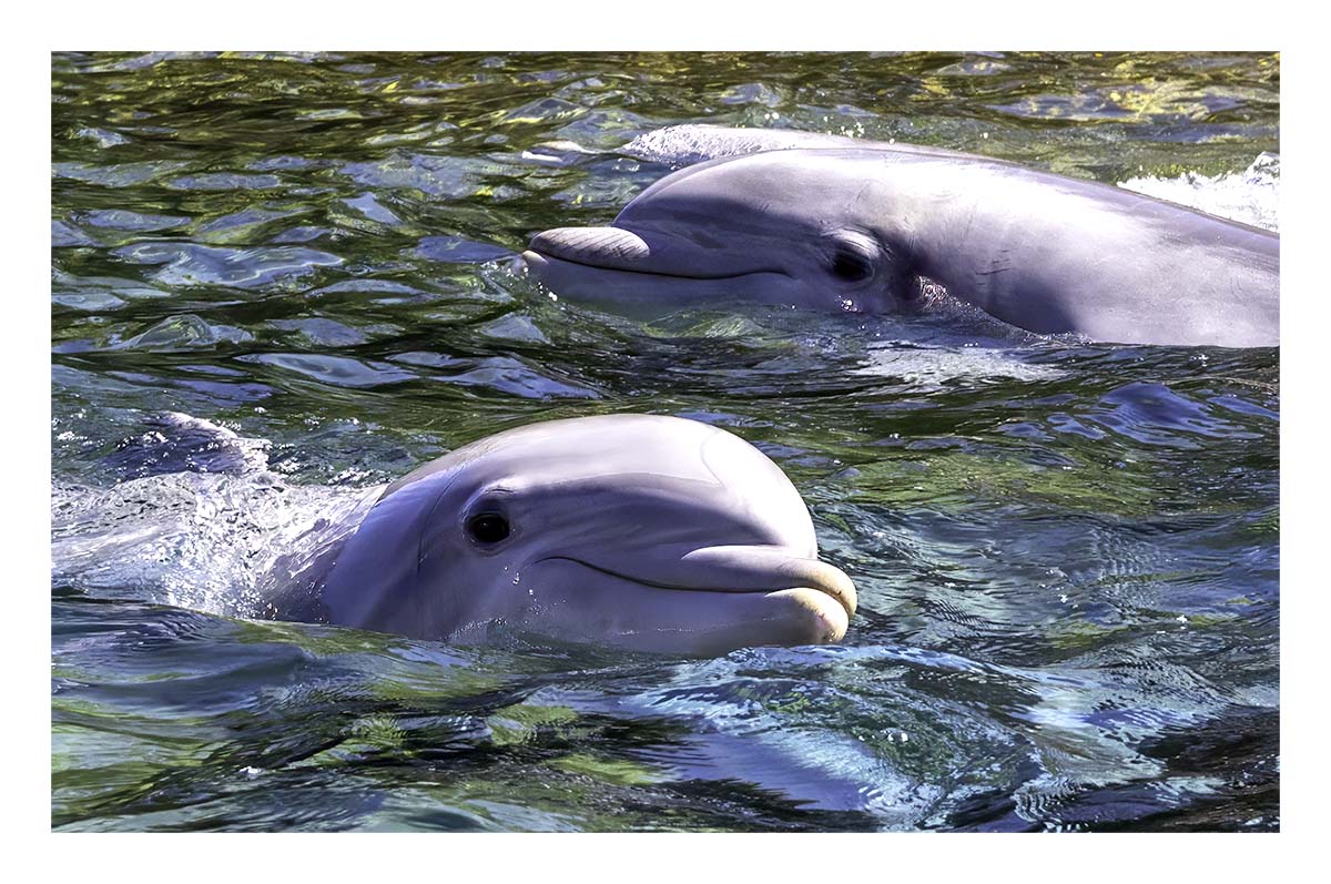 SeaWorld Orlando