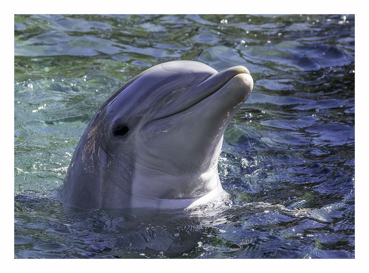 SeaWorld Orlando
