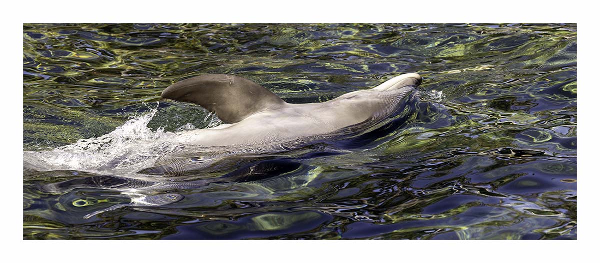 SeaWorld Orlando