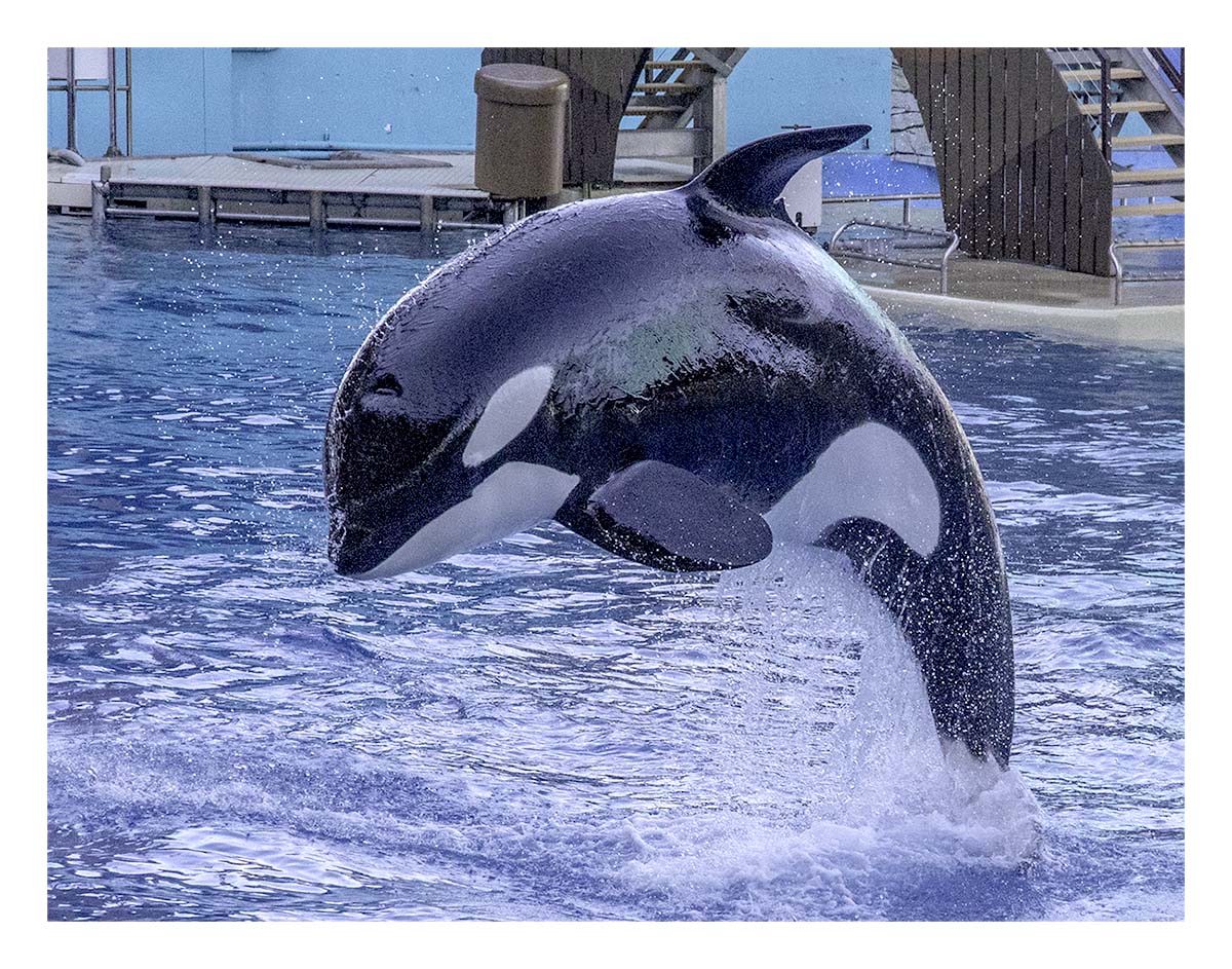 SeaWorld Orlando