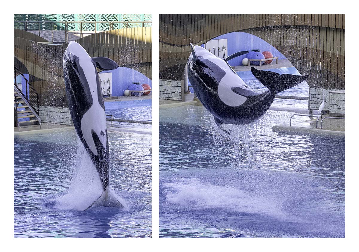 SeaWorld Orlando