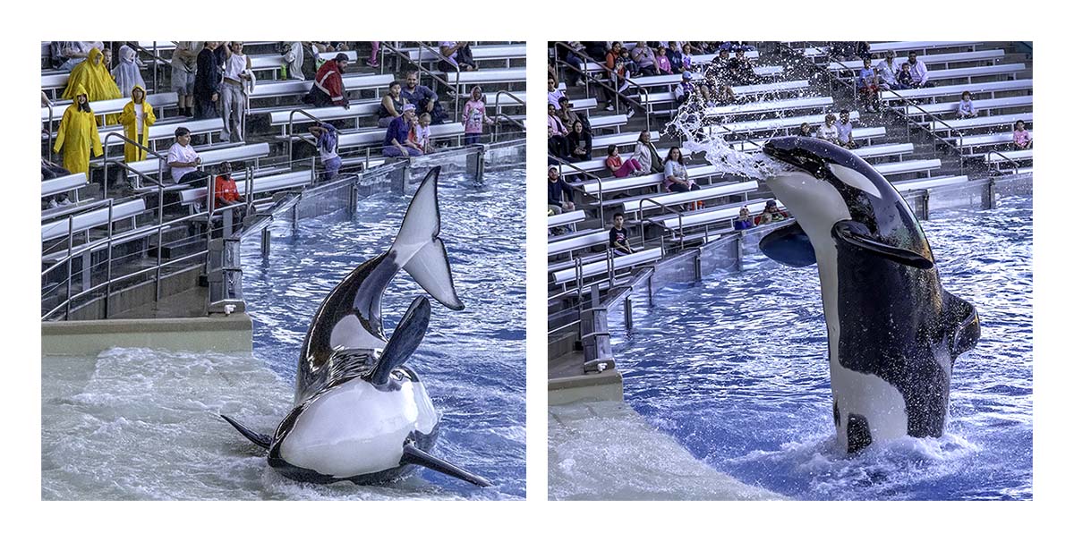 SeaWorld Orlando