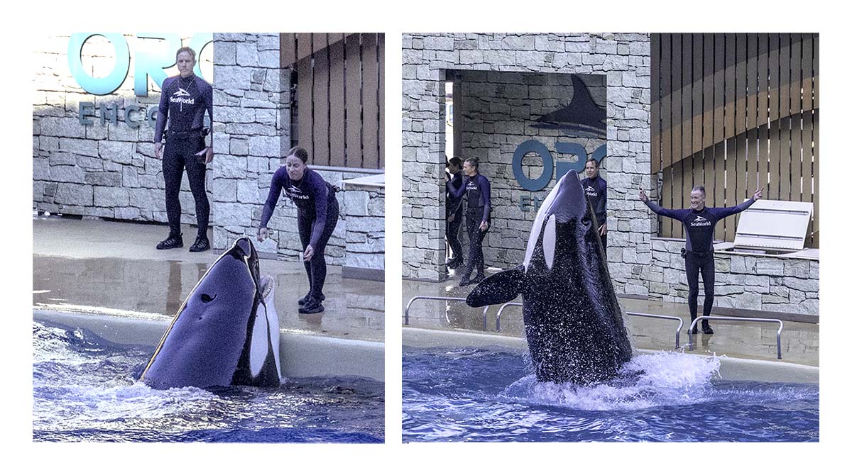 SeaWorld Orlando