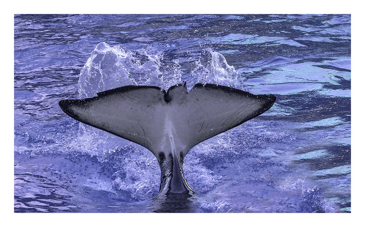 SeaWorld Orlando