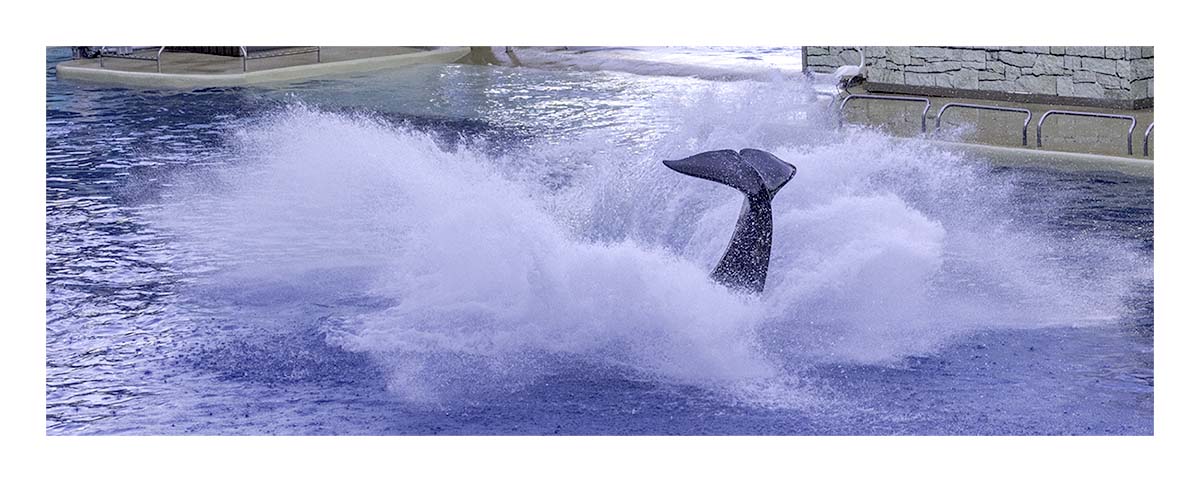SeaWorld Orlando