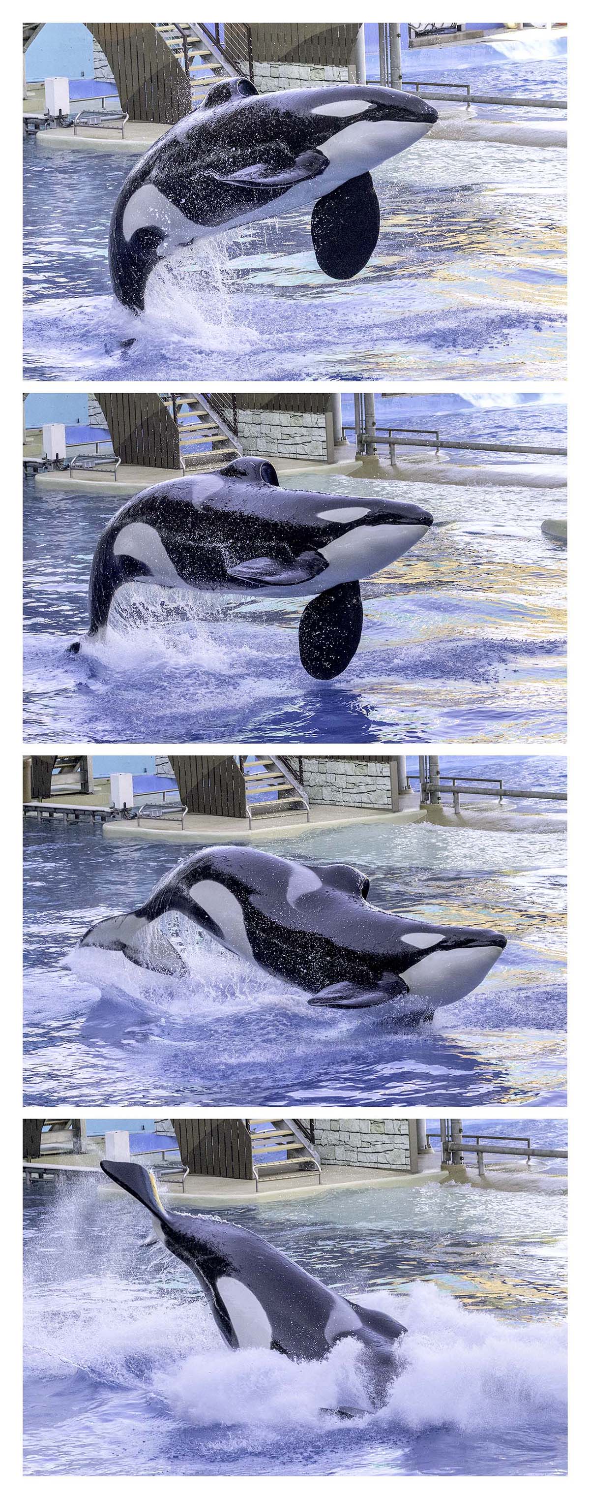 SeaWorld Orlando