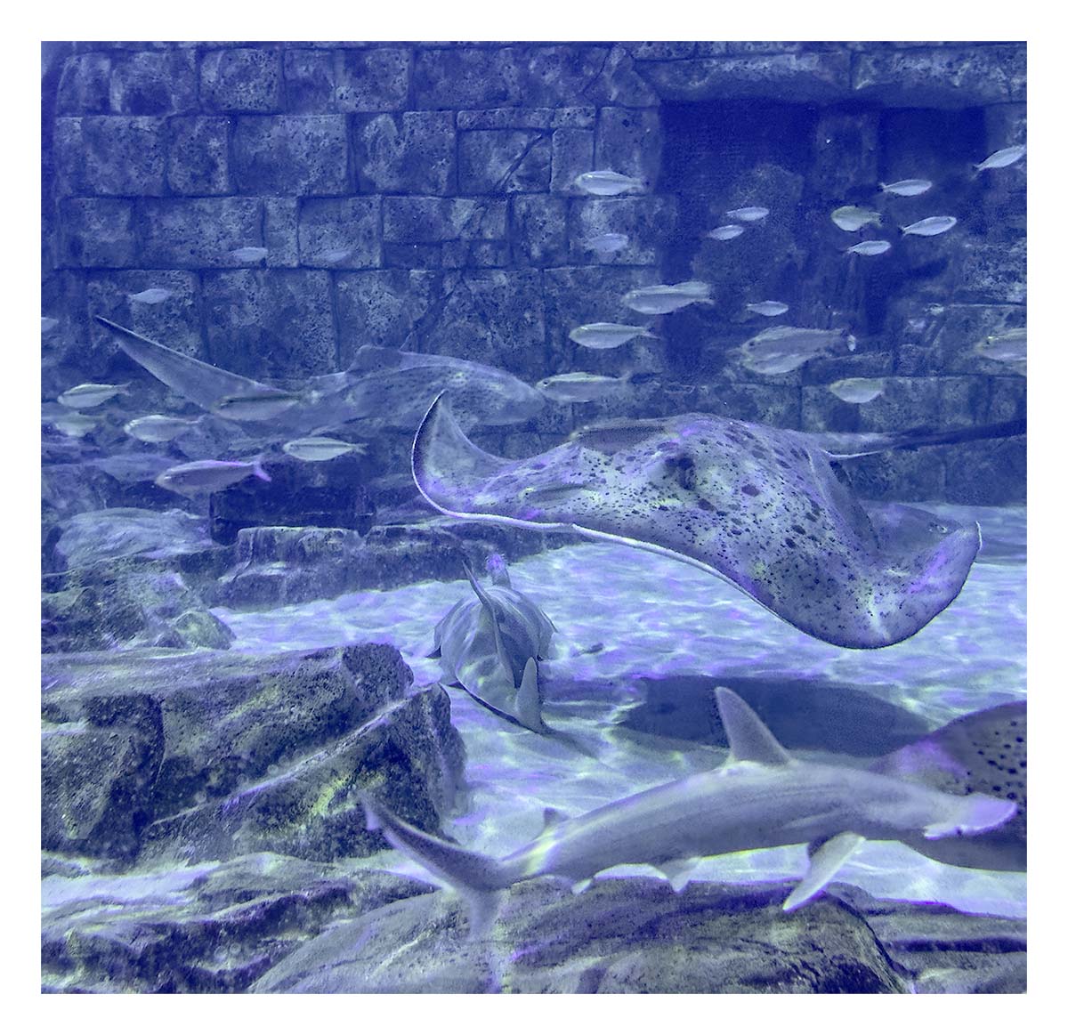 SeaWorld Orlando