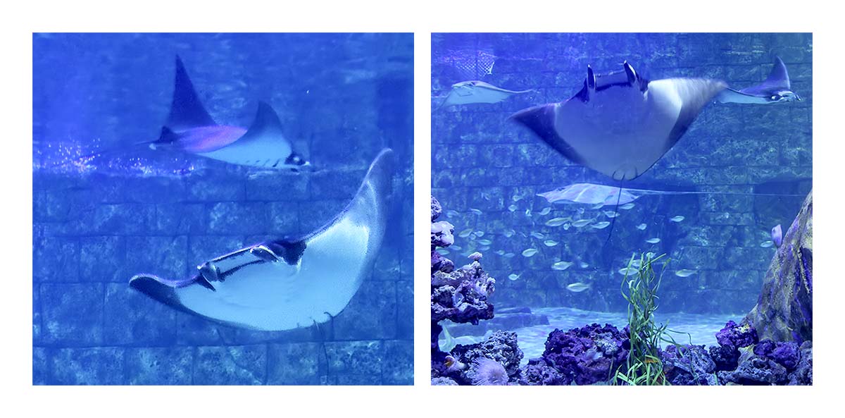 SeaWorld Orlando