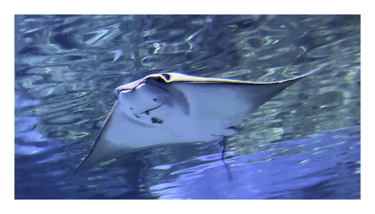 SeaWorld Orlando