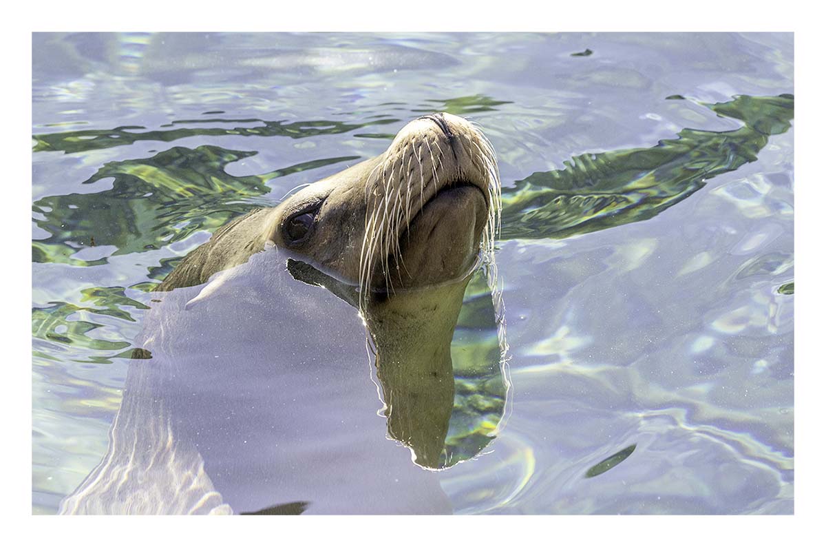 SeaWorld Orlando
