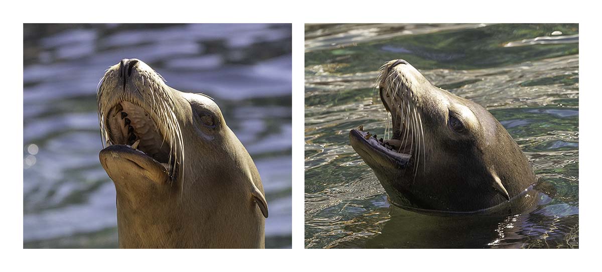 SeaWorld Orlando