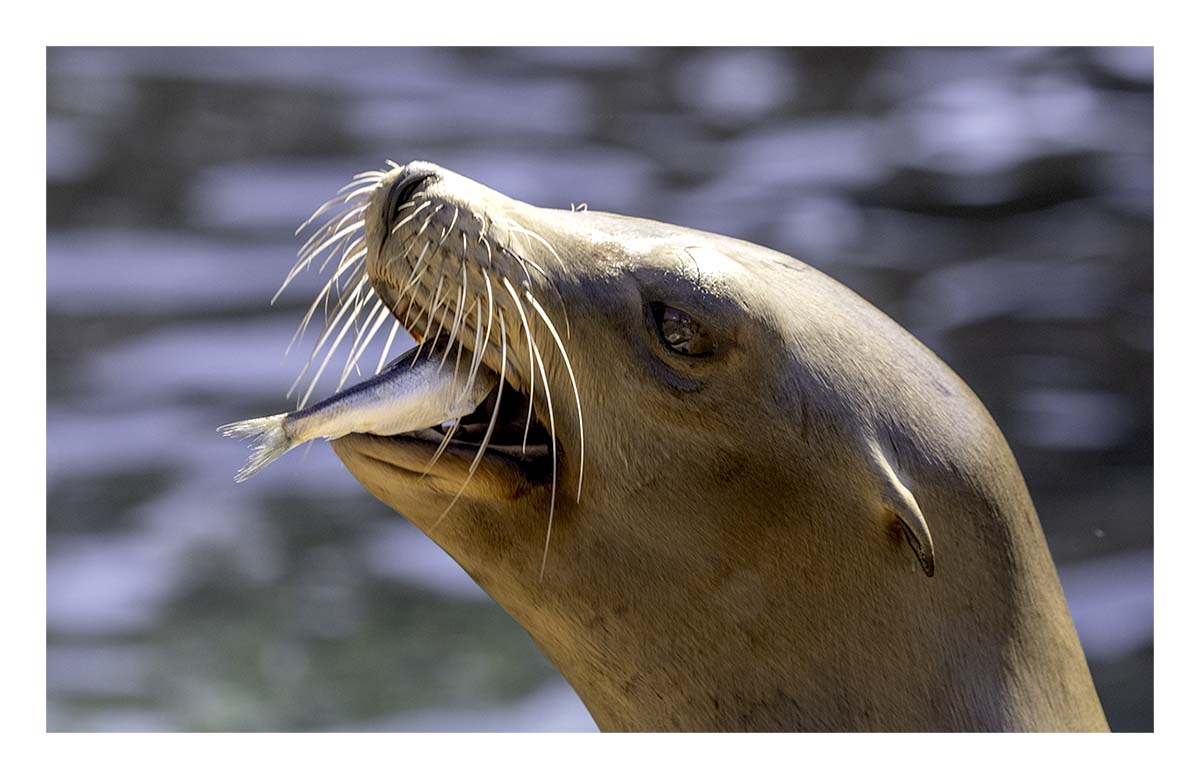 SeaWorld Orlando