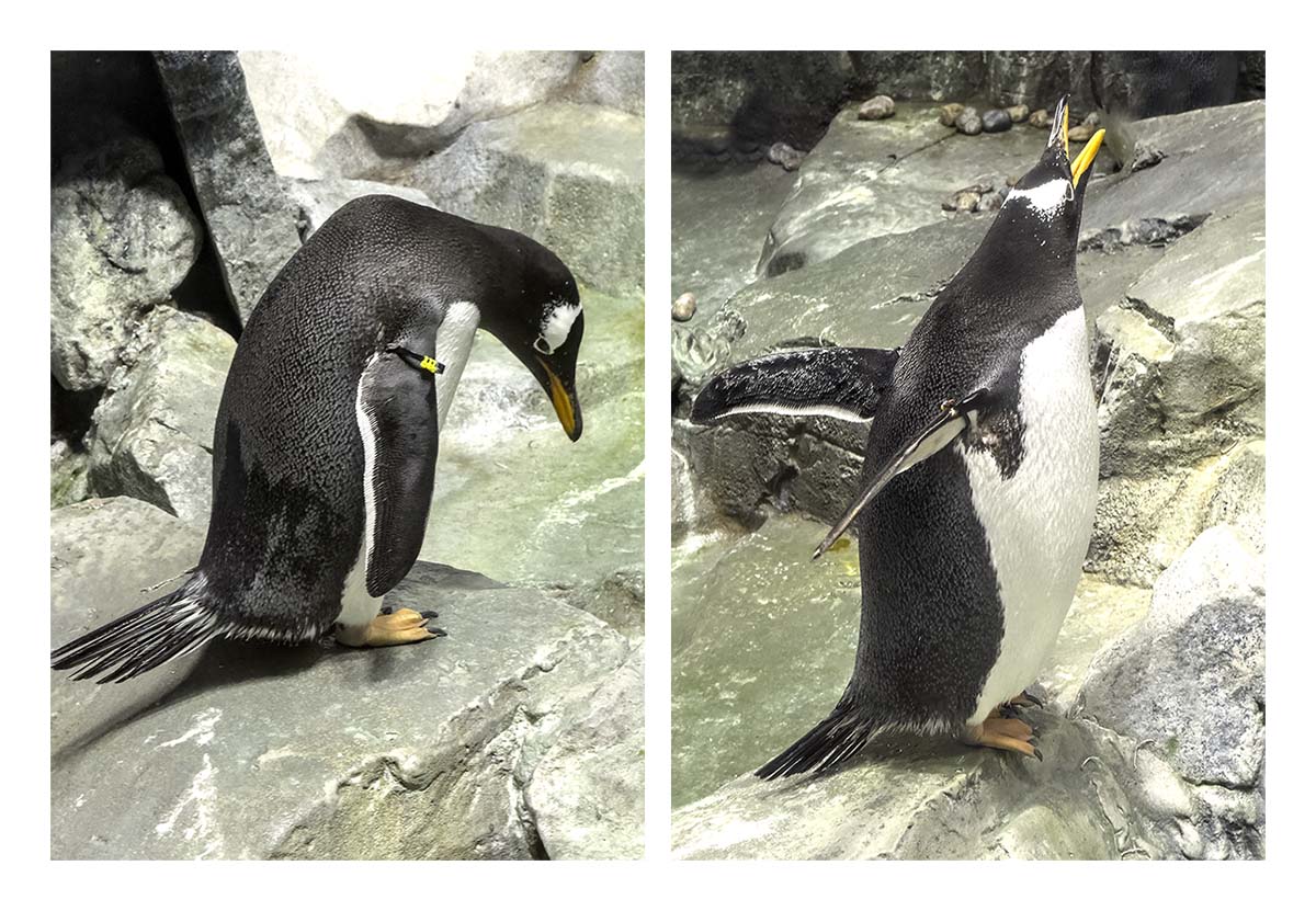 SeaWorld Orlando