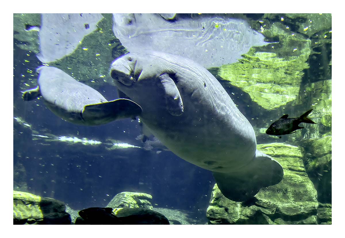 SeaWorld Orlando