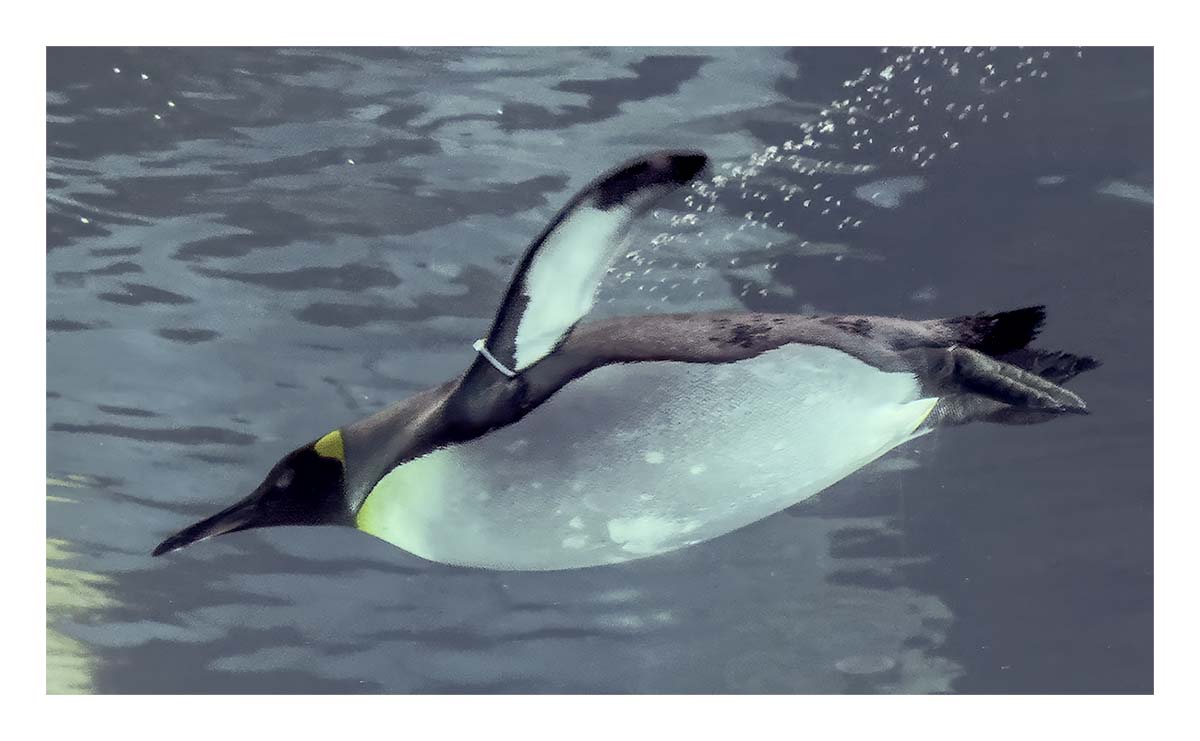 SeaWorld Orlando