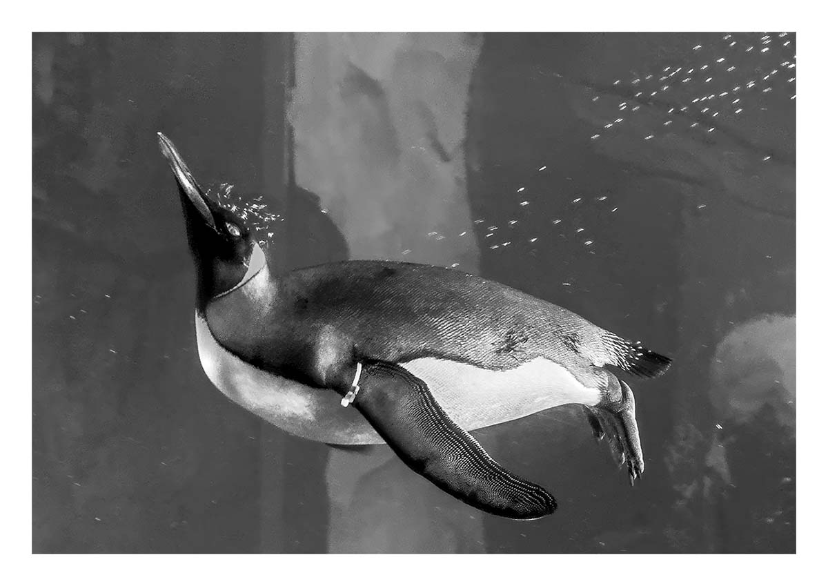 SeaWorld Orlando