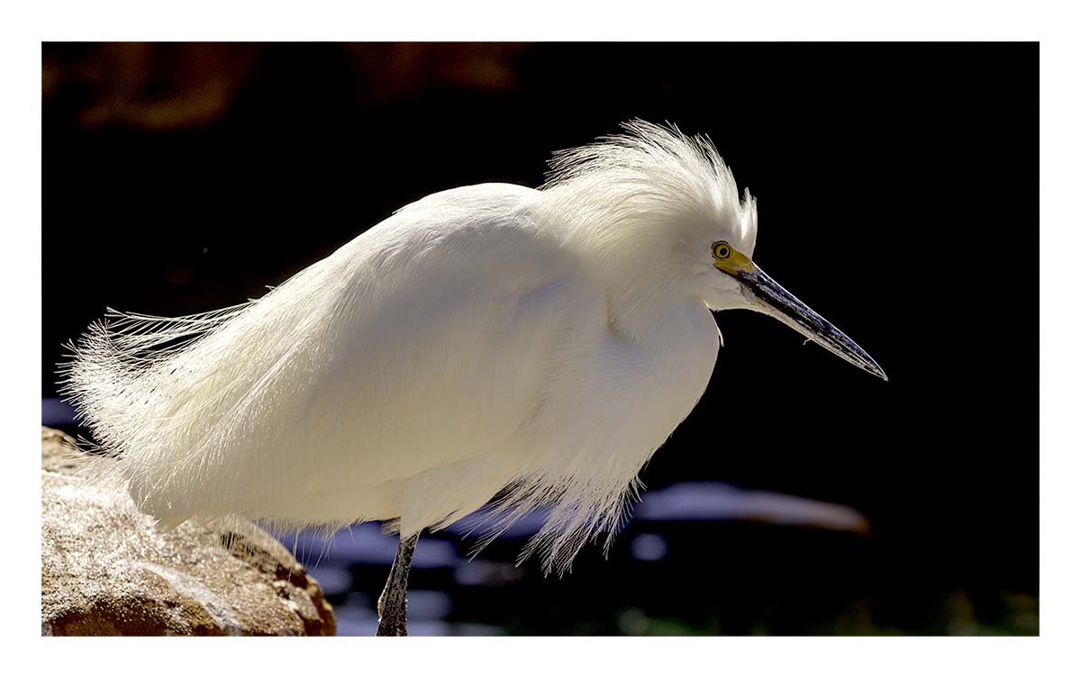 SeaWorld Orlando