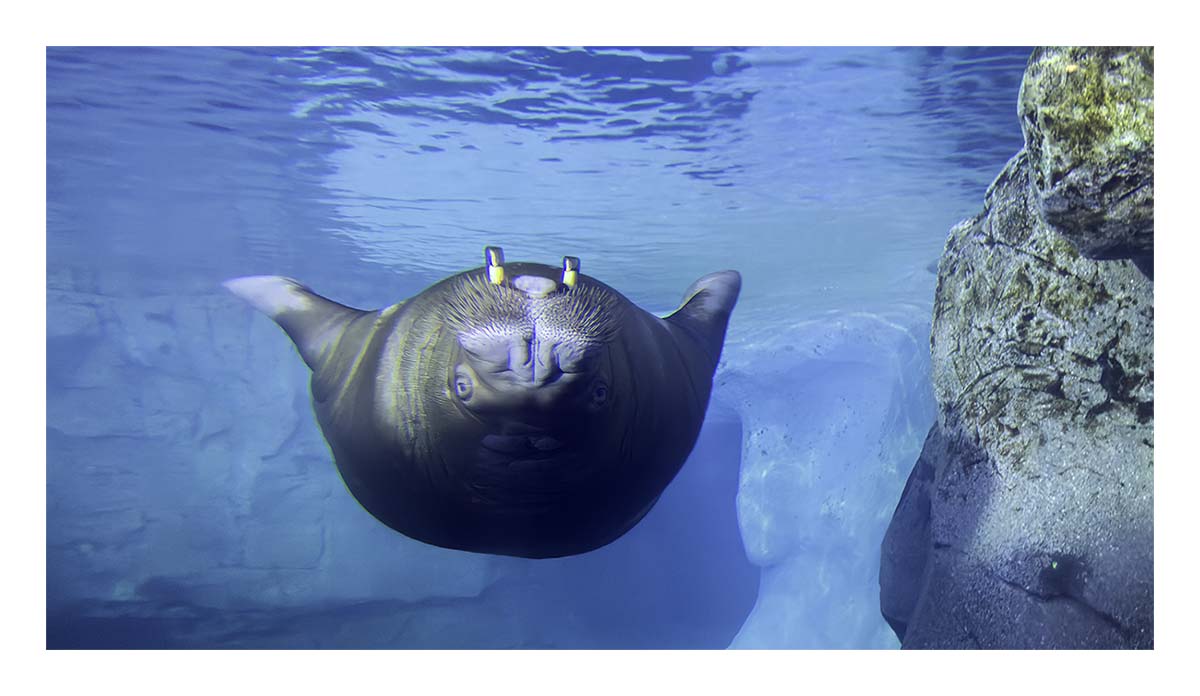 SeaWorld Orlando