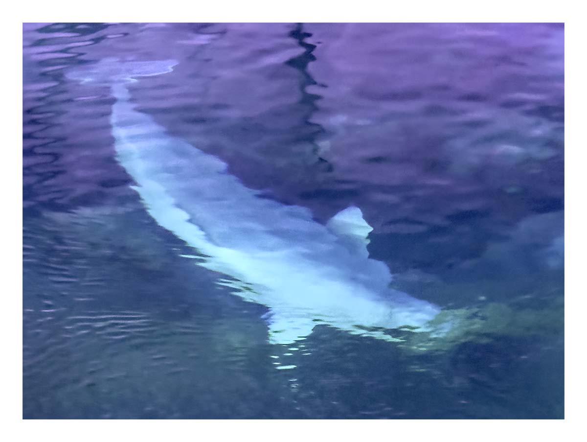 SeaWorld Orlando