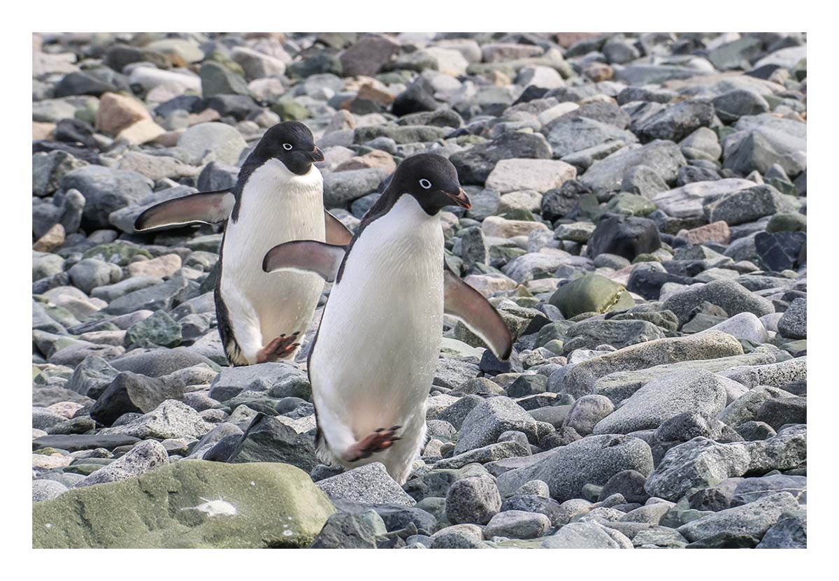 Antartica
