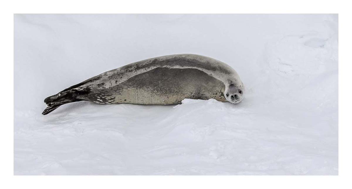 Antartica