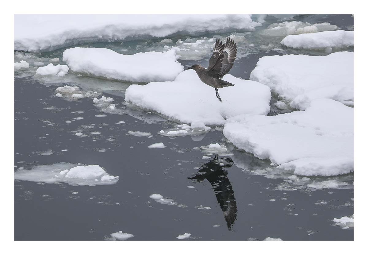 Antartica