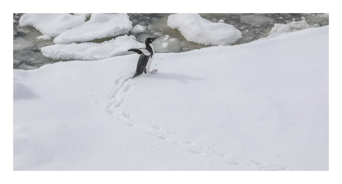 Antartica