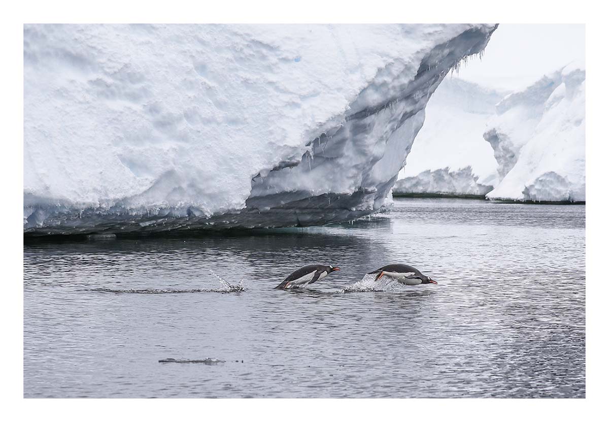 Antartica